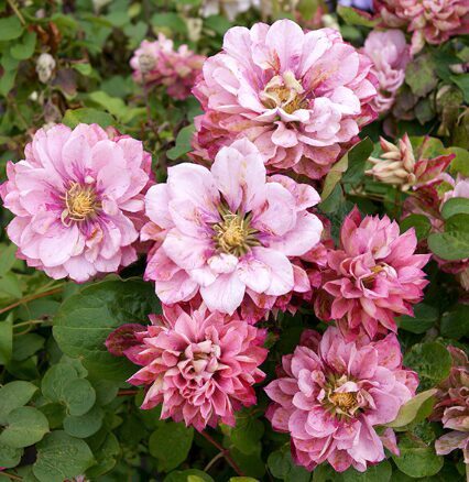 Mežvītenis 'Pink Passion'
